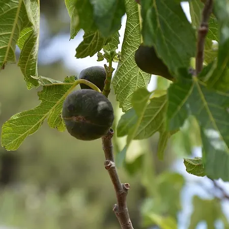 Tatil Evi La Dimora Di Gaspare *